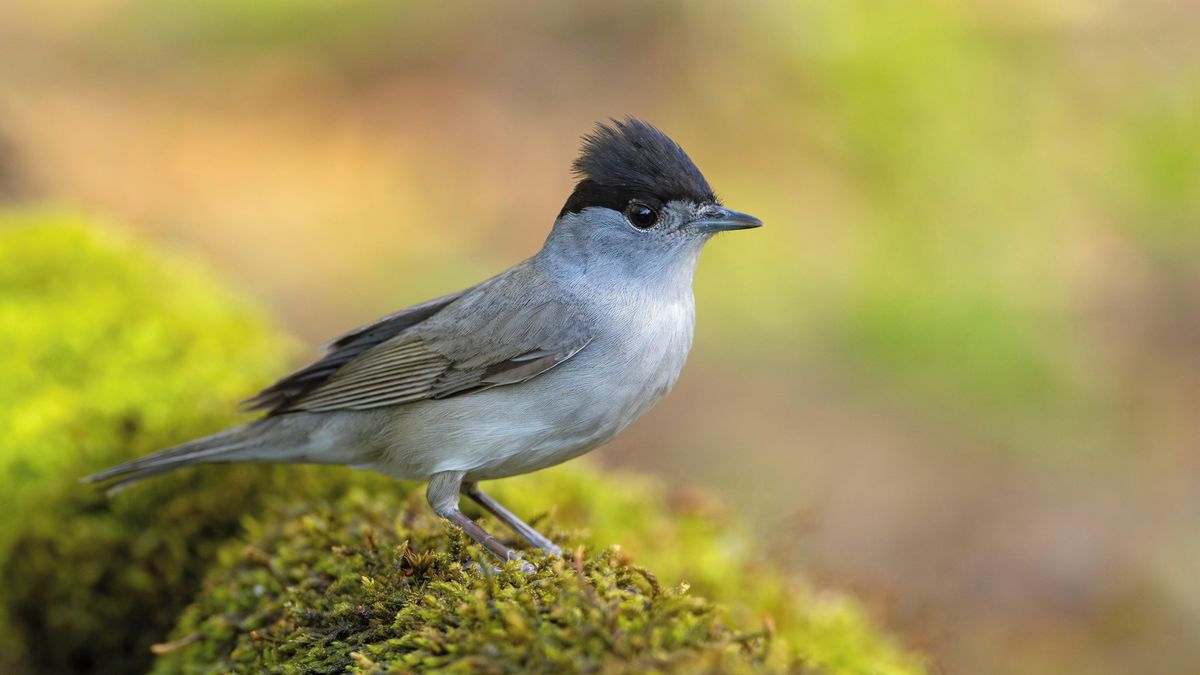 Ptákem roku se stal český pěvec, kterého masakrují pytláci ve Středomoří